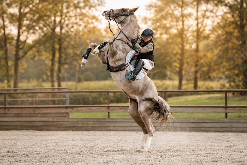 Equine Behaviorist
