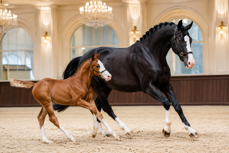 Horse Breeders